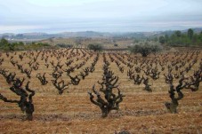 Cata de vinos y visita a la bodega en bici eléctrica en Barcelona