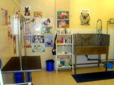Hidroterapia en Spa para perros pequeños - Madrid