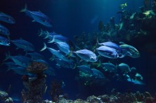 Visite de l'Aquarium de Paris - Paris (75) 