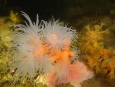 Batismo de Mergulho em Mar + Aula em Piscina no Algarve