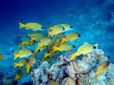 Curso de Mergulho - Open Water Dive - em Lisboa