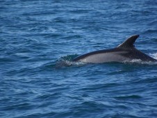 Visita a los Delfines en Tarifa