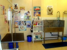 Hidroterapia en Spa para perros medianos o gatos - Madrid