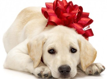 Regalos para mascotas