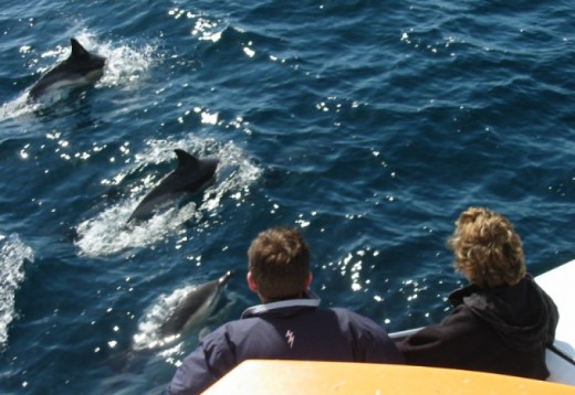 Animales de mar